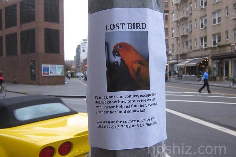 Lost Bird